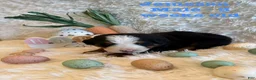 Bernese Mountain Dog dogs for sale: Jameson - Ad 9