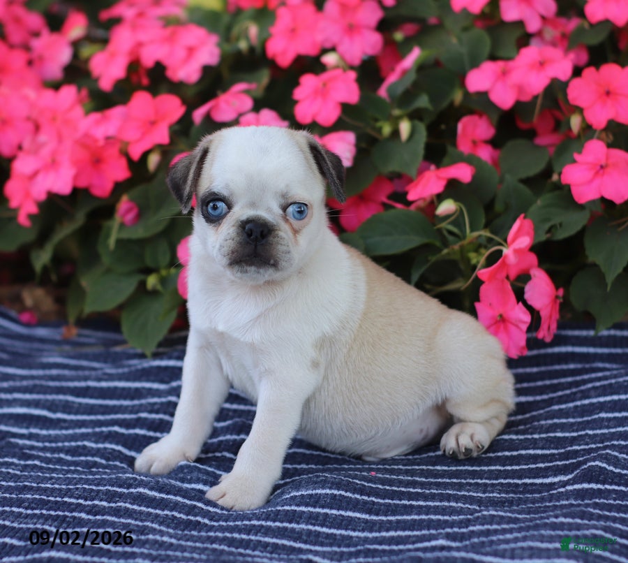Pug dogs Bingo - Ad 1