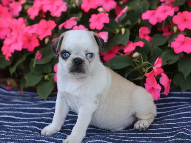 Pug dogs for sale: Bingo - Ad 1