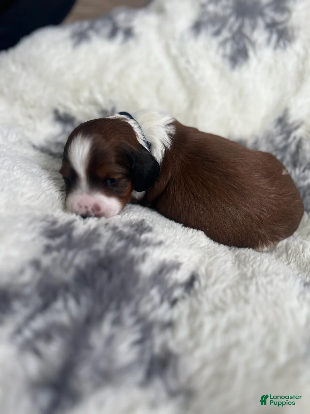 Miniature Dachshund dogs for sale: Star - Ad 4