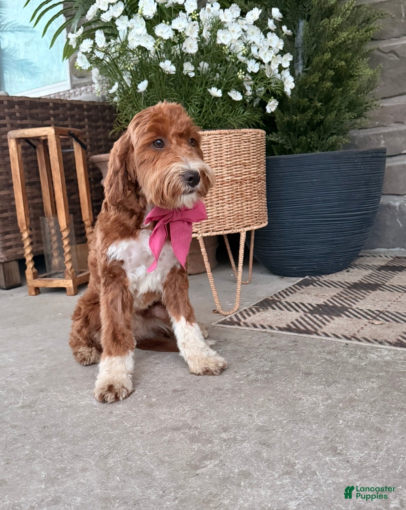 Mini Goldendoodle dogs Honey - Ad 2