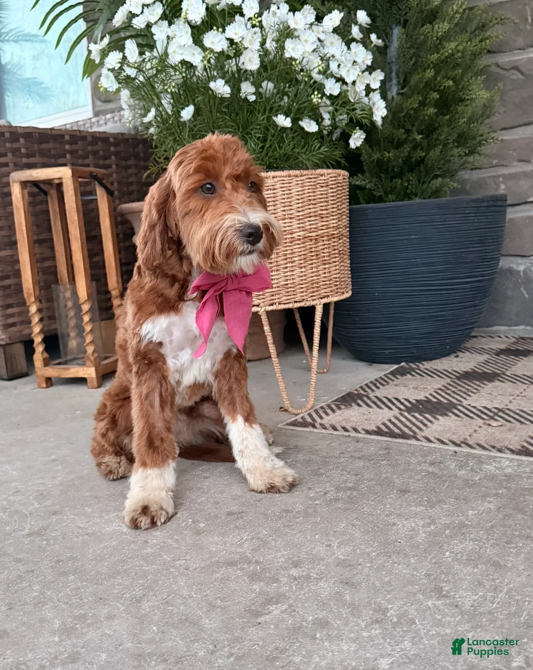 Mini Goldendoodle dogs for sale: Honey - Ad 2