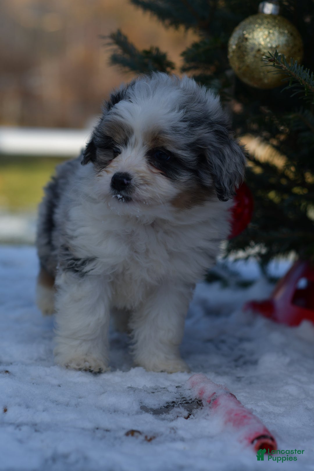 Mini Aussiedoodle dogs for sale: Cash - Ad 42