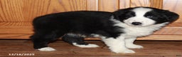 Australian Shepherd dogs for sale: Justin - Ad 2