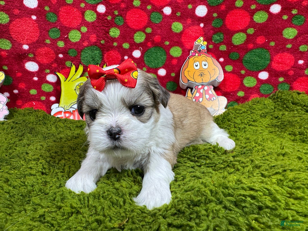 Shih Tzu dogs for sale: Shih Tzu Puppy 6 - Ad 3