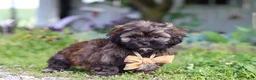 Shihpoo dogs for sale: Taylor - Ad 3