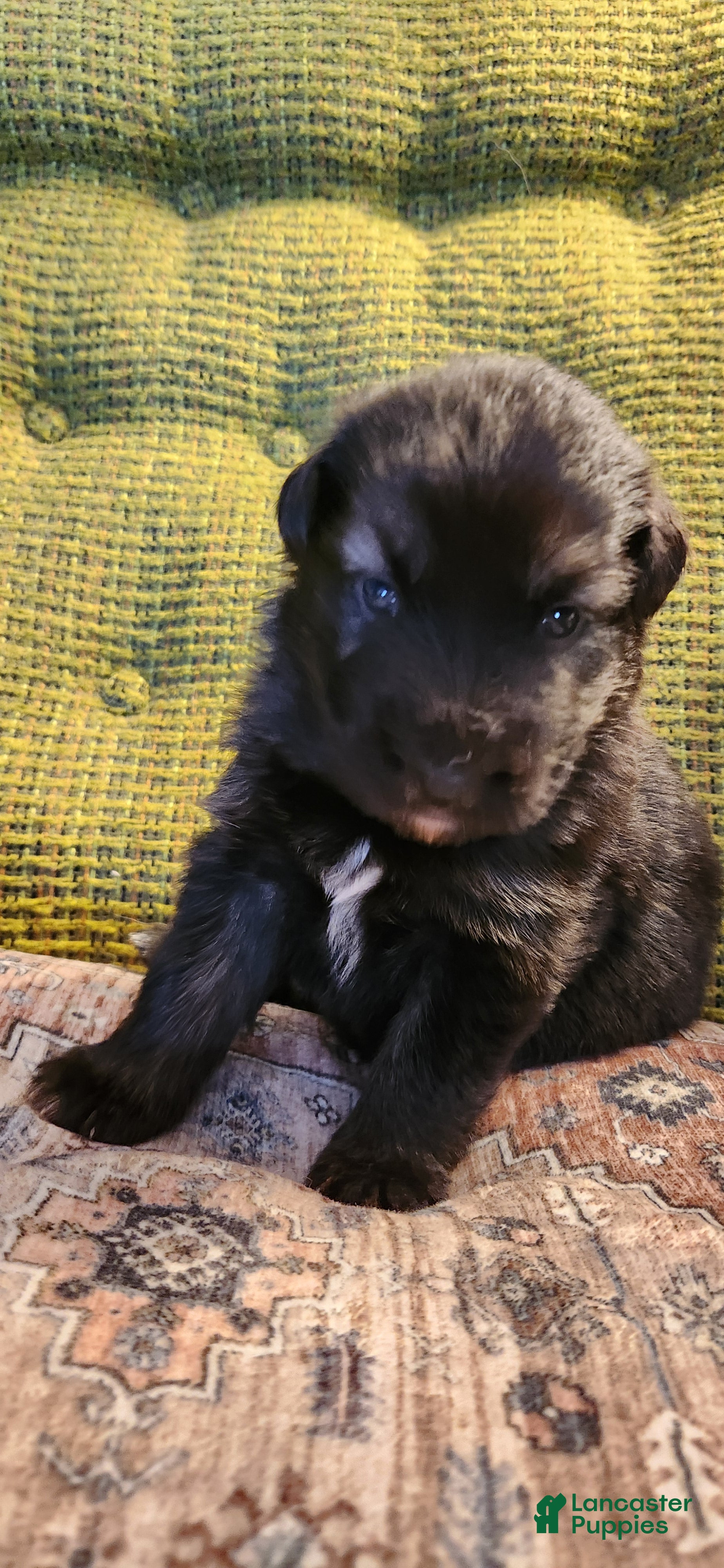 German Shepherd dogs for sale: Bicolor German Shepherd Puppy 6- Tan Collar - Ad 4