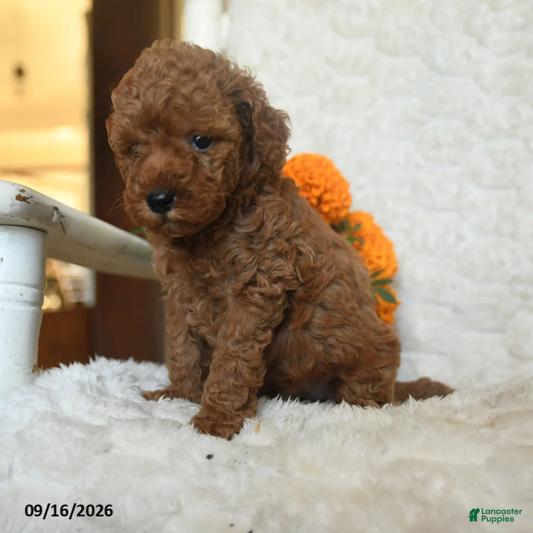Miniature Poodle dogs for sale: Nevin - Ad 2