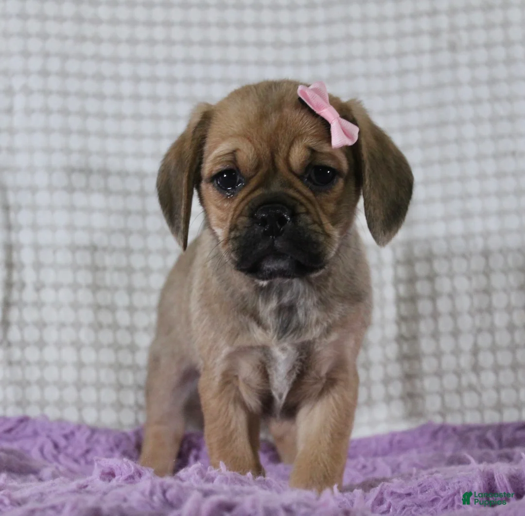 Puggle dogs for sale: Willow - Ad 2