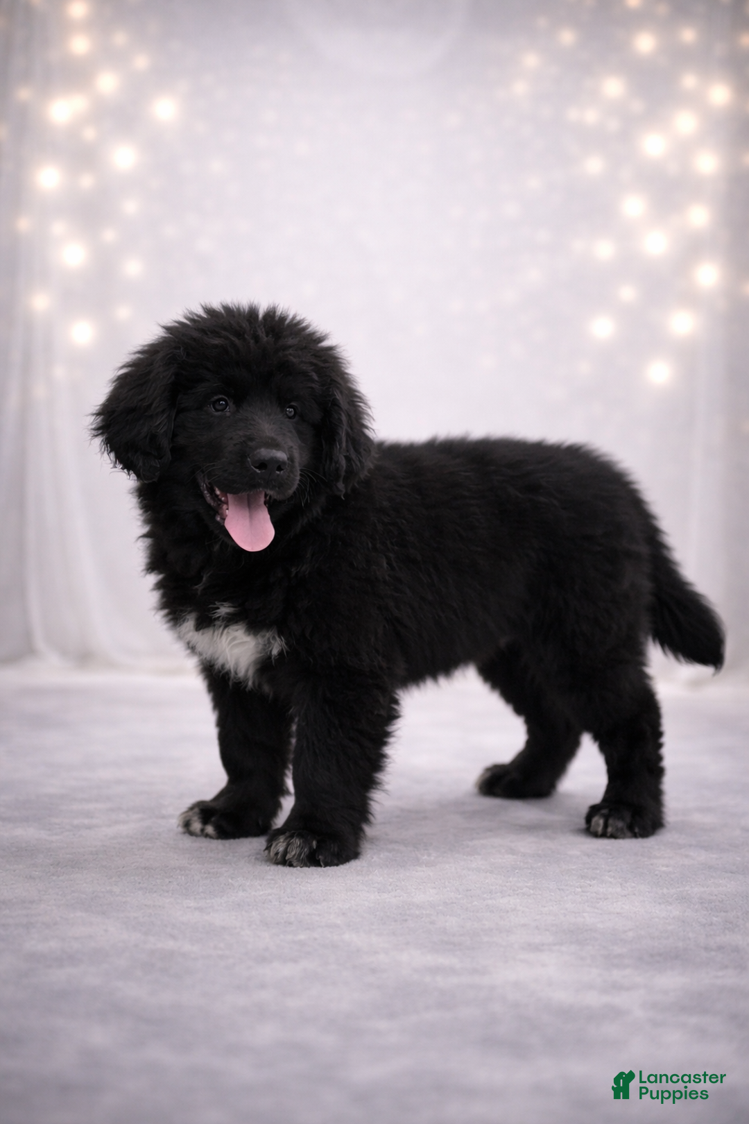 Newfoundland dogs for sale: Noel - Ad 5