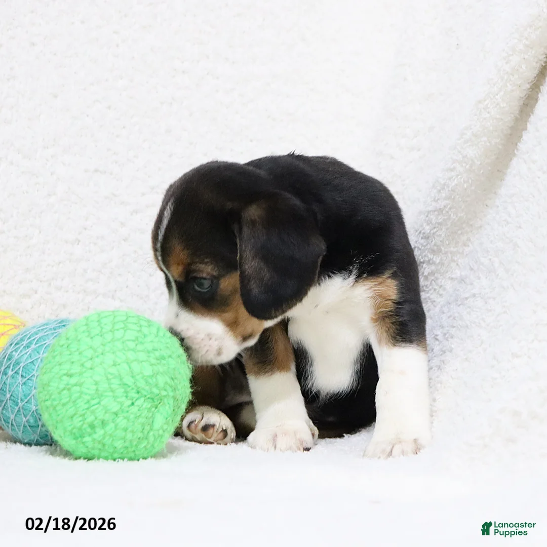 Beagle dogs for sale: Nikki - Ad 4