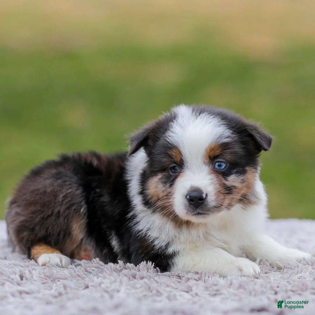 Miniature Australian Shepherd dogs for sale: Boomer - Ad 2