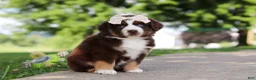 Miniature Australian Shepherd dogs for sale: Sedona - Ad 5
