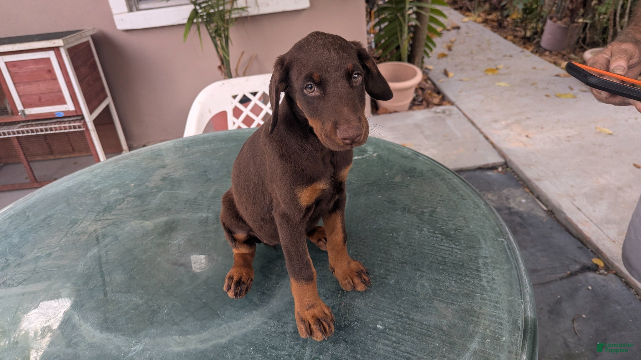 Doberman Pinscher dogs Doberman Pinscher Puppy 3 - Ad 5
