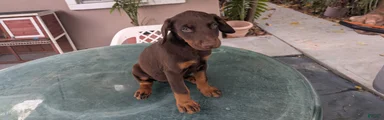 Doberman Pinscher Puppy 3