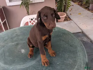 Doberman Pinscher dogs Doberman Pinscher Puppy 3 - Ad 5