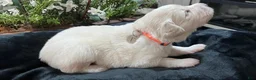 Great Pyrenees dogs for sale: Rowan - Ad 2