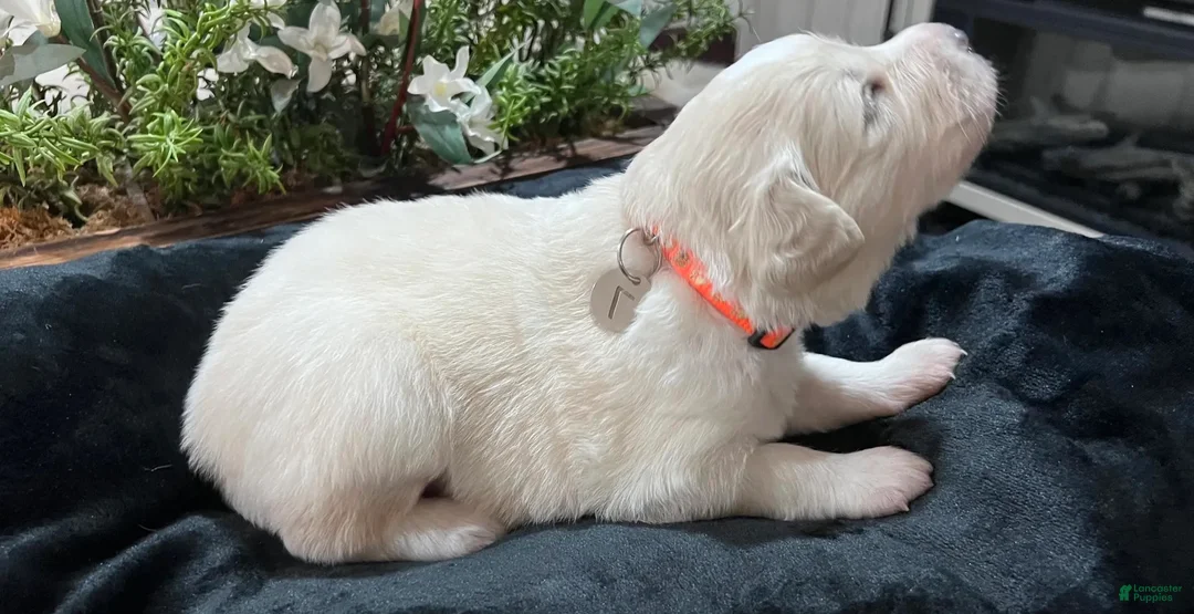 Great Pyrenees dogs for sale: Rowan - Ad 2