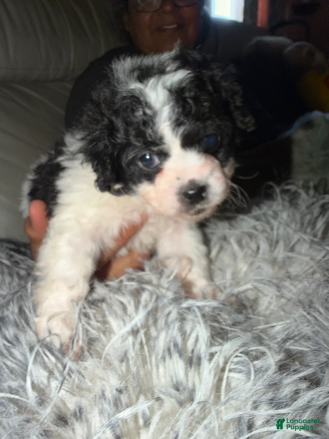 Mixed Breed dogs for sale: Mixed Breed 1 - Ad 2