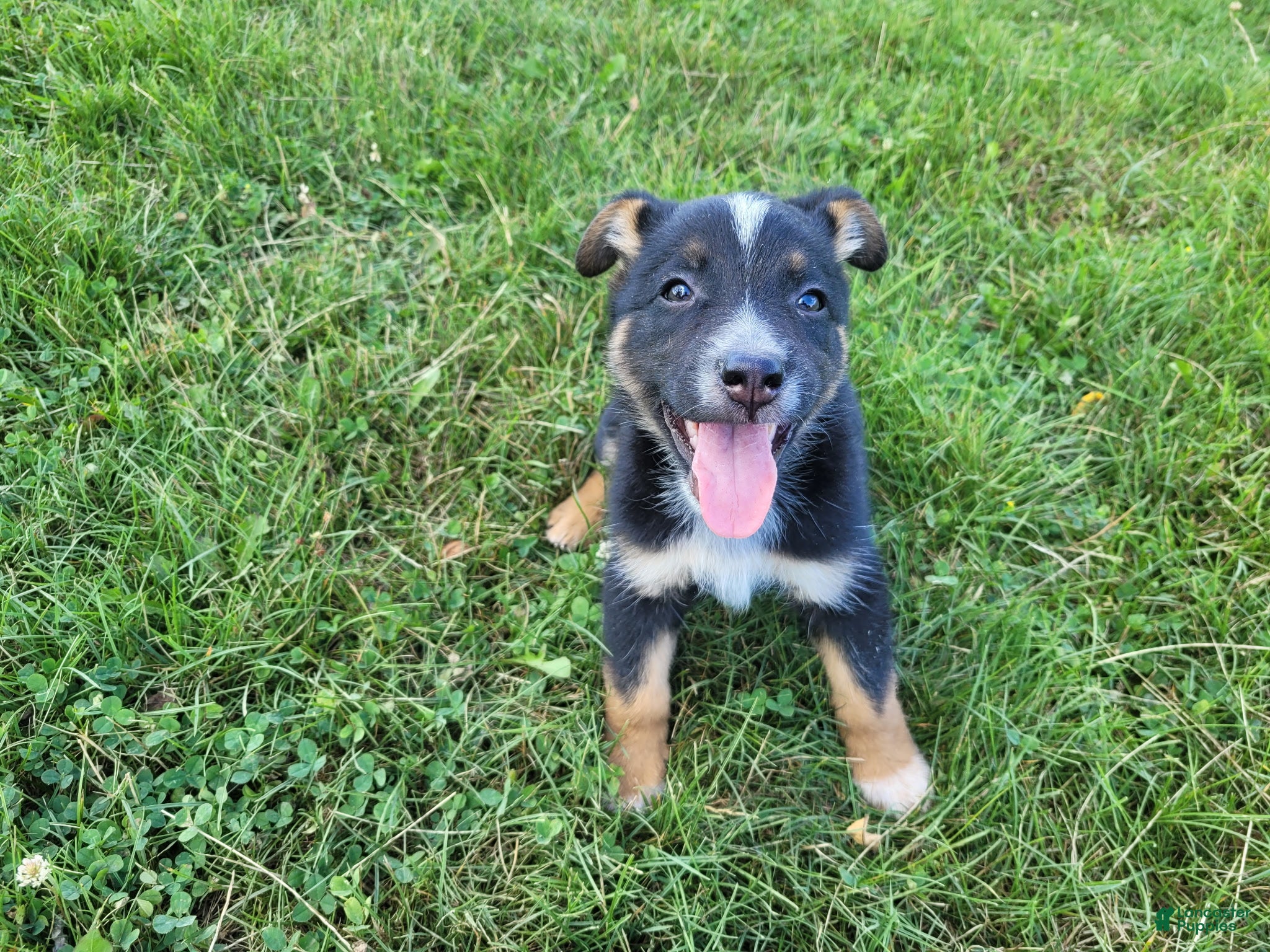 Mixed Breed dogs Ram - Ad 1