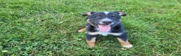 Mixed Breed dogs for sale: Ram - Ad 1