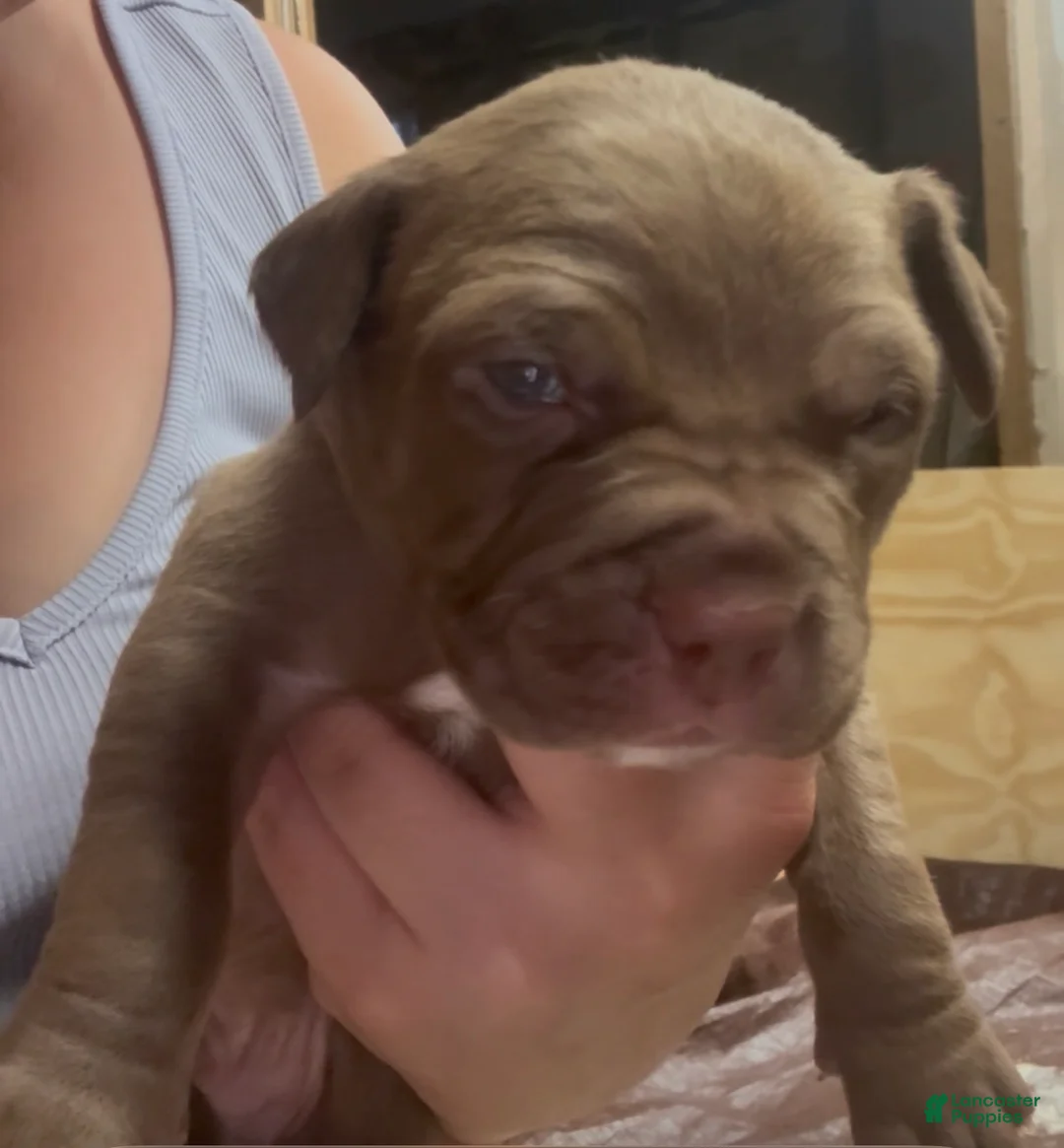 American Pit Bull Terrier dogs for sale: Phoenix - Ad 2