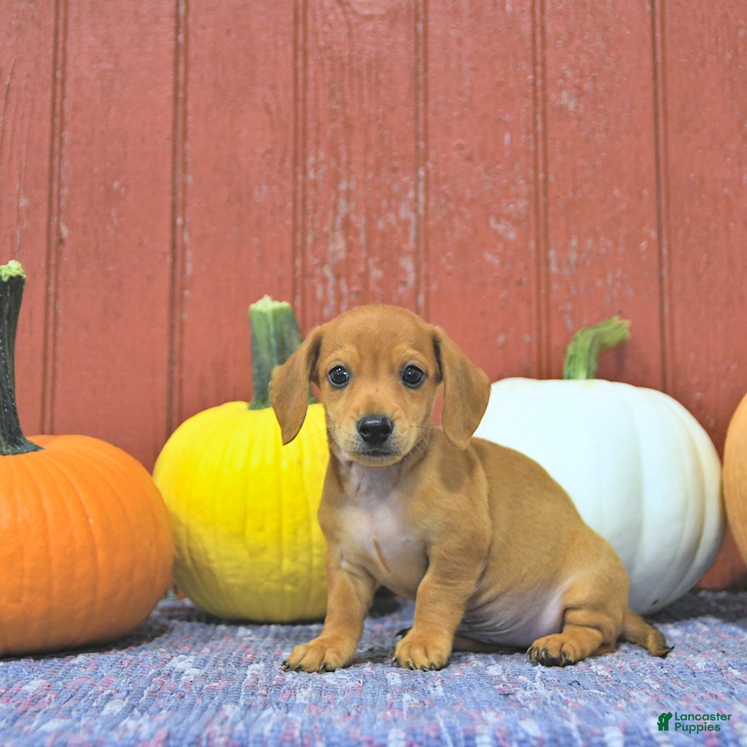 Miniature Dachshund dogs for sale: Luca - Ad 4
