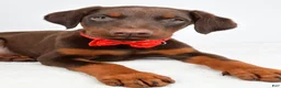 Doberman Pinscher dogs for sale: Hans - Ad 5