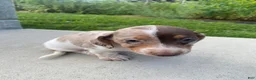 Miniature Dachshund dogs for sale: Tilly - Ad 3