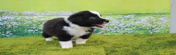 Australian Shepherd dogs for sale: Lucky - Ad 4