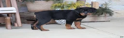 Rottweiler dogs for sale: Harmony - Ad 3