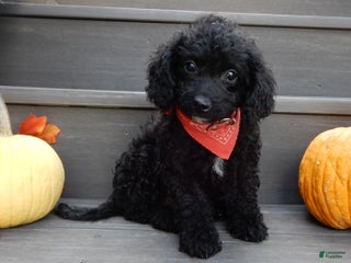 Mini Goldendoodle dogs - Ad 35