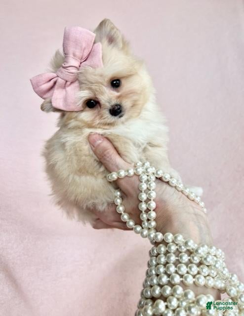 Pomeranian dogs Teacup  Pomeranian 1 - Ad 1