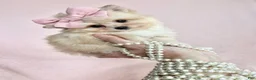 Pomeranian dogs for sale: Teacup  Pomeranian 1 - Ad 1