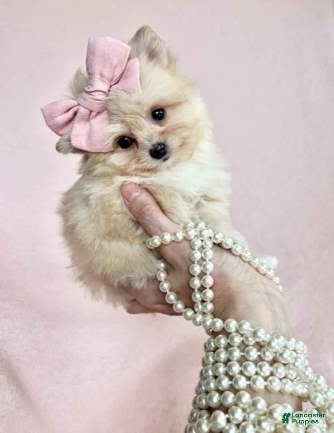 Pomeranian dogs for sale: Teacup  Pomeranian 1 - Ad 1