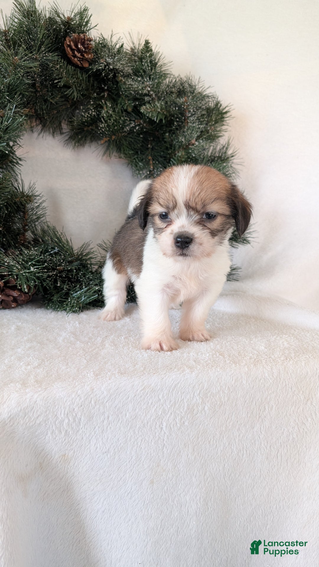 Mixed Breed dogs for sale: Ann - Ad 2