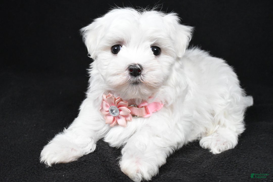 Maltese dogs for sale: Winnie - Ad 8