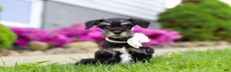 Miniature Schnauzer dogs for sale: Oliver - Ad 3