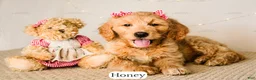 Goldendoodle dogs for sale: Honey - Ad 11
