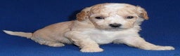Shihpoo dogs for sale: Nugget - Ad 1
