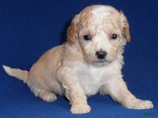 Shihpoo dogs Nugget - Ad 37