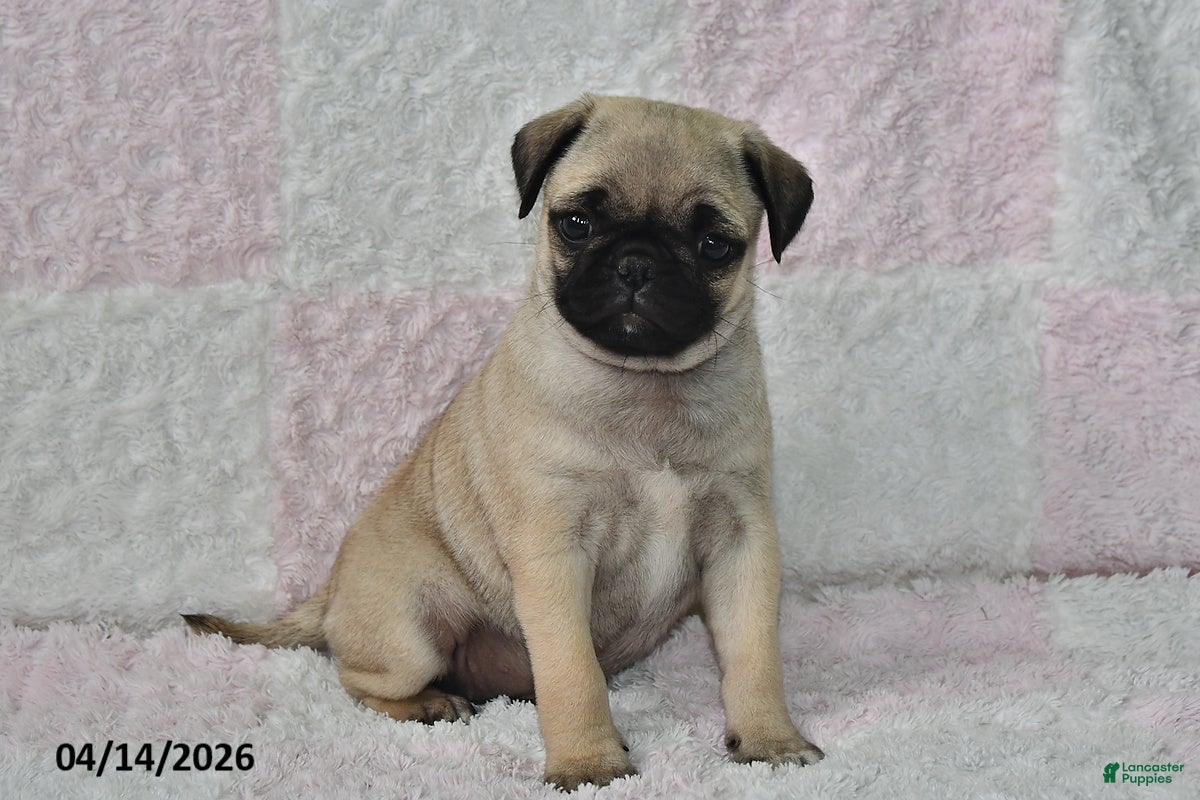 Pug dogs Jessica - Ad 1