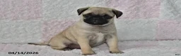 Pug dogs for sale: Jessica - Ad 1