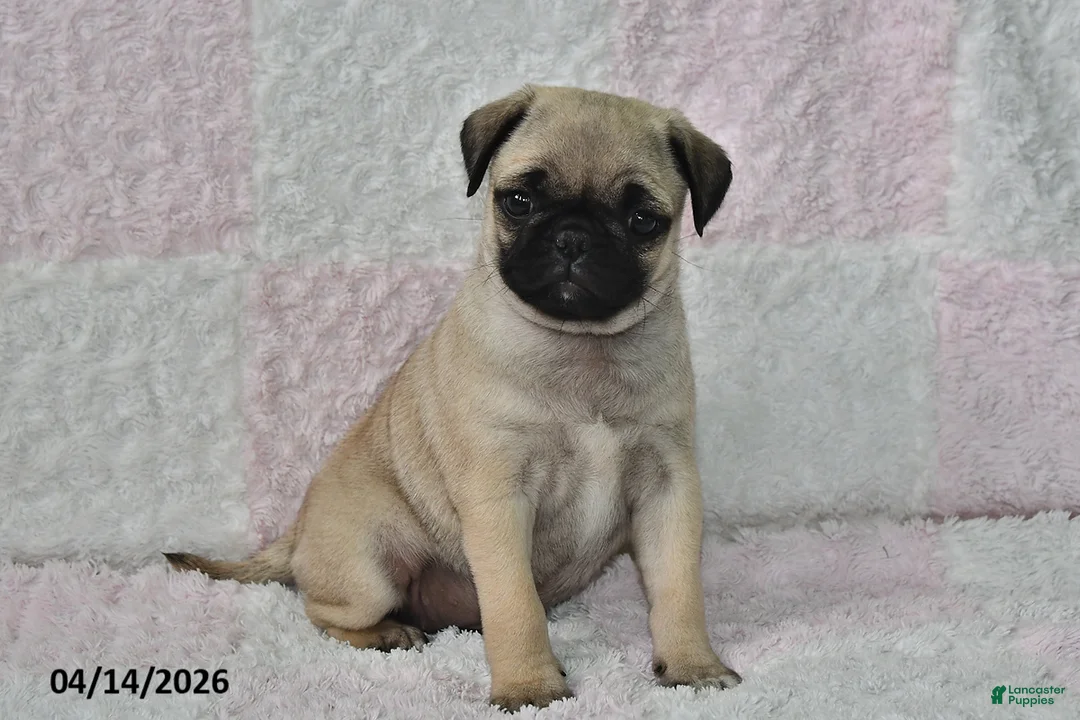 Pug dogs for sale: Jessica - Ad 1