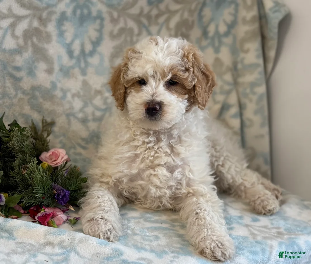 Mini Goldendoodle dogs for sale: Checkers - Ad 5