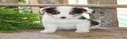 Mixed Breed dogs for sale: Gigi - Ad 2
