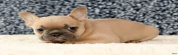 French Bulldog dogs for sale: Bella - Ad 3
