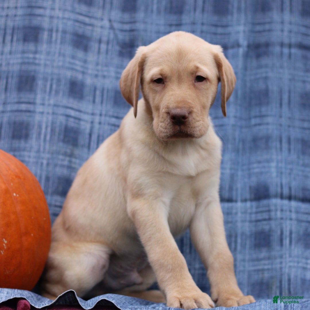 Labrador Retriever dogs for sale: Jerry  - Ad 2