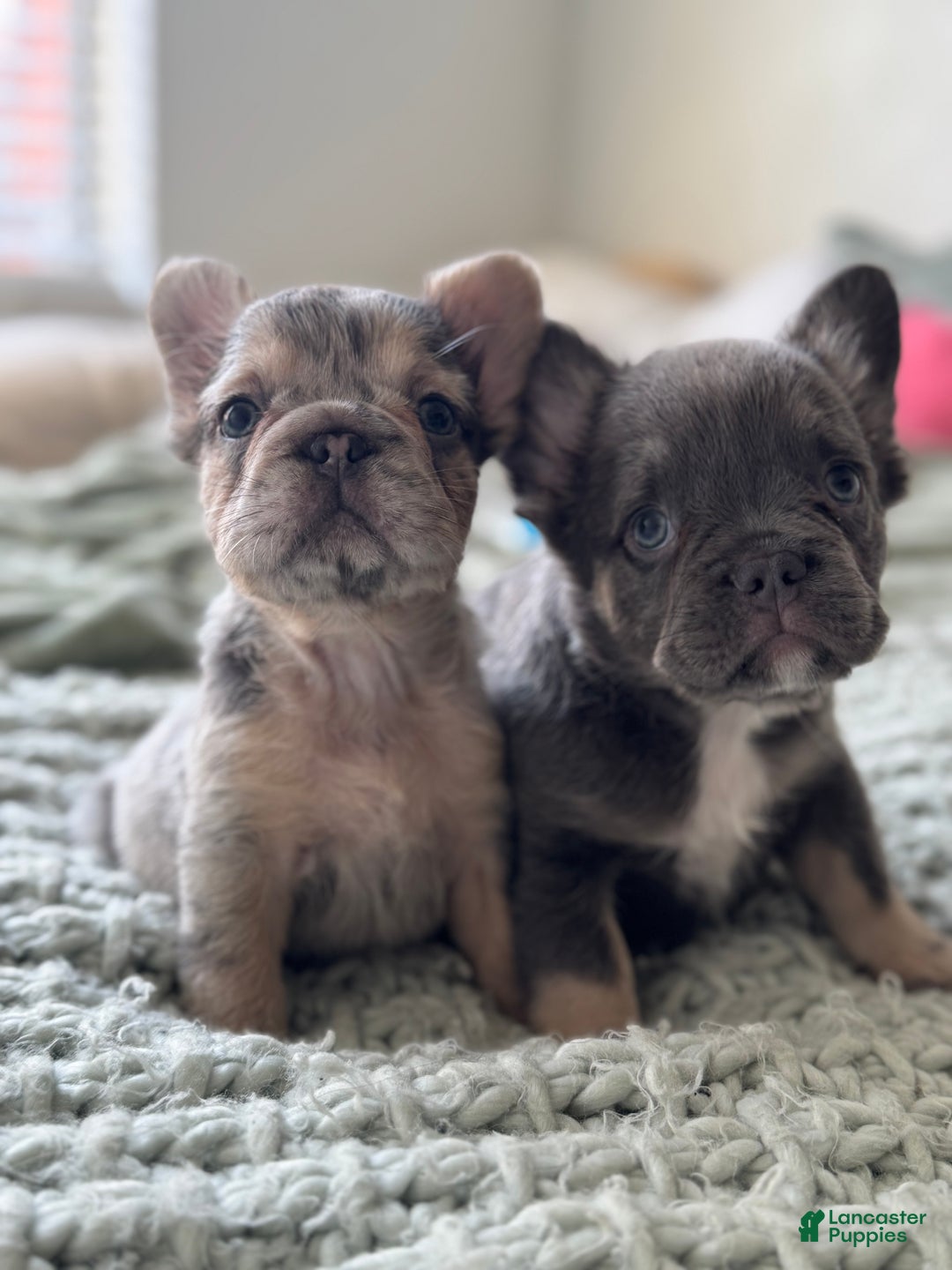 French Bulldog dogs for sale: Blue tan Merle Big Rope Fluffy Female - Ad 6