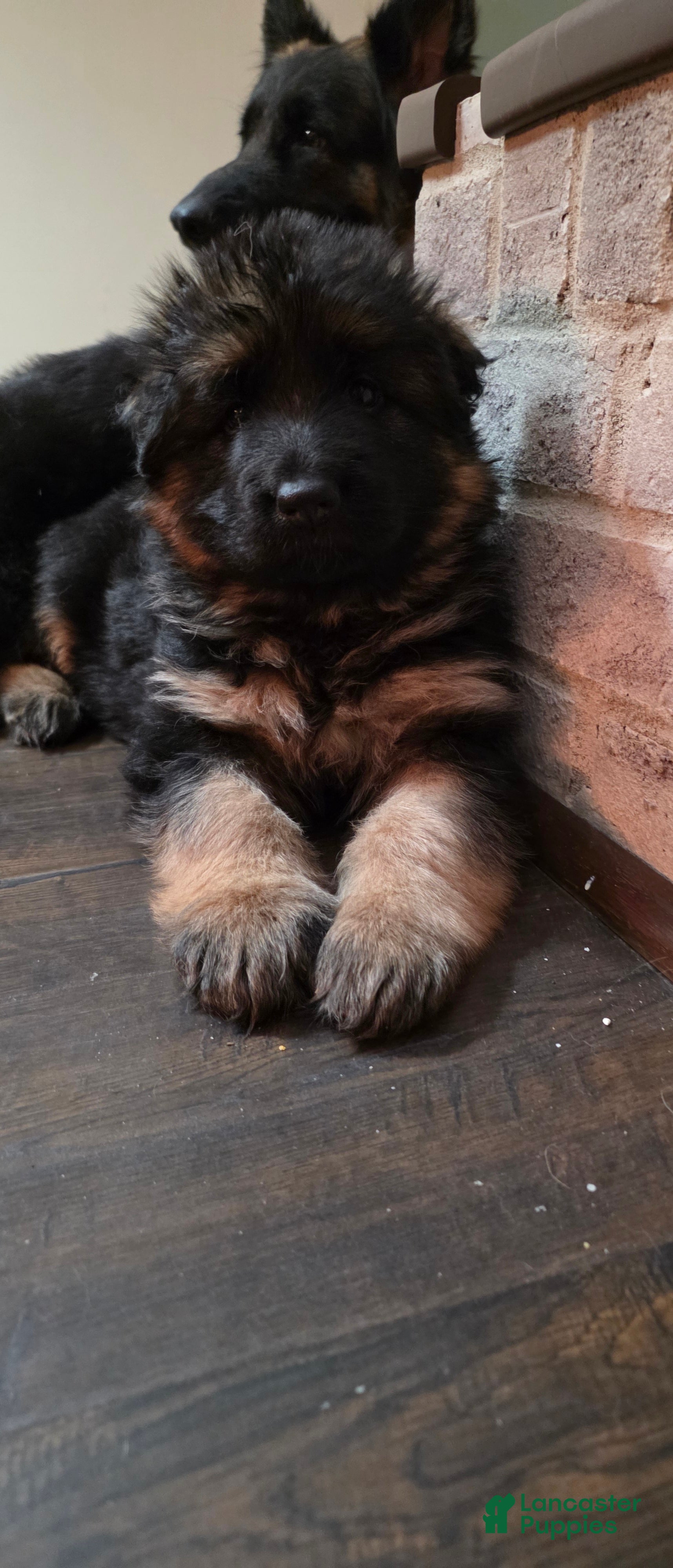 German Shepherd dogs Dolly  - Ad 42